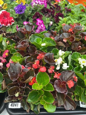 Lot 4241 - Two trays of Begonias