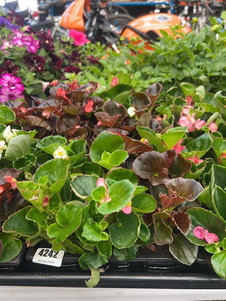 Lot 4242 - Two trays of Begonias