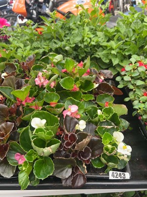 Lot 4243 - Two trays of Begonias