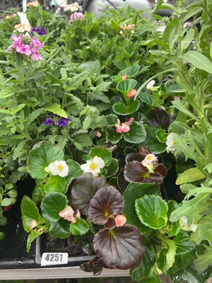 Lot 4251 - Two trays of Begonias