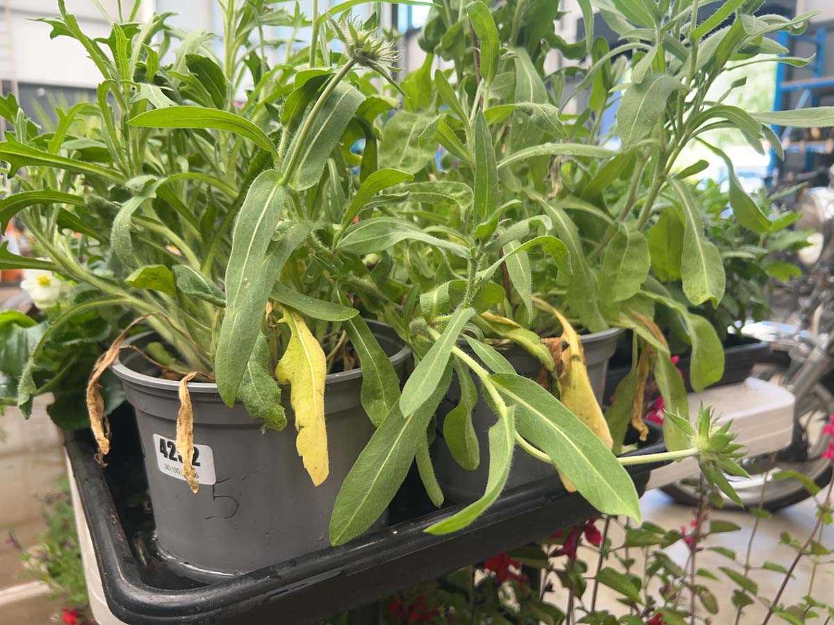 Lot 4252 - Two potted Gallardia