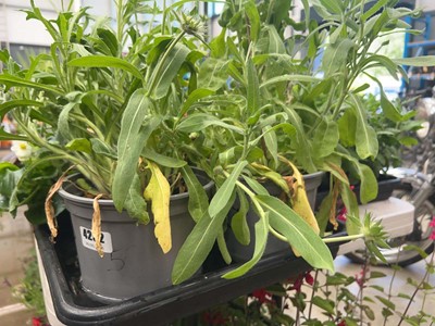 Lot 4252 - Two potted Gallardia