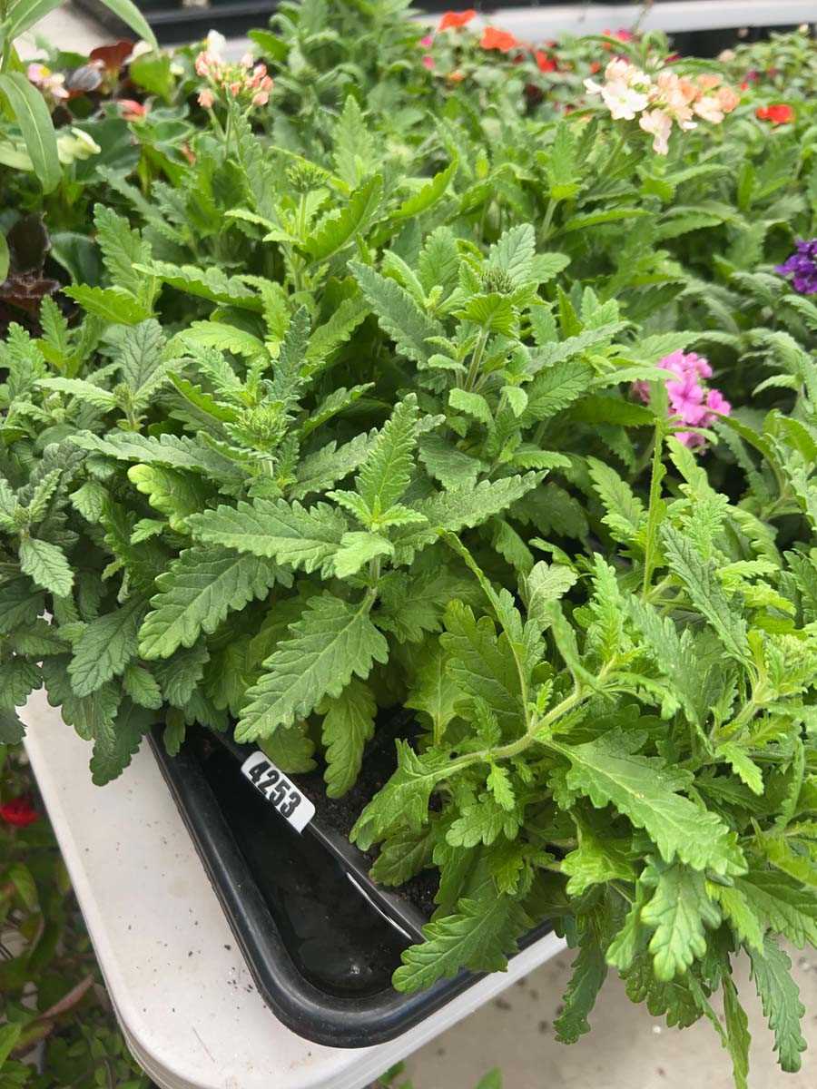 Lot 4253 - Three trays of Verbena