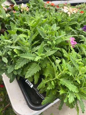 Lot 4253 - Three trays of Verbena