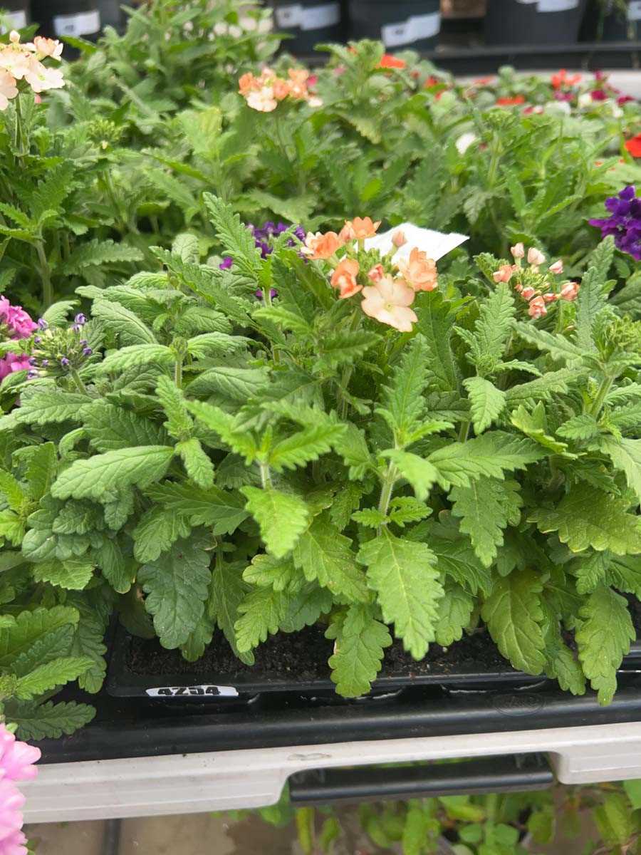 Lot 4254 - Two trays of Verbena