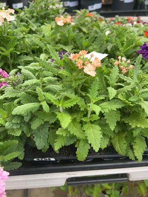 Lot 4254 - Two trays of Verbena