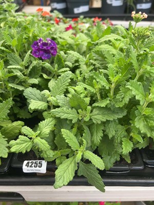 Lot 4255 - Two trays of Verbena