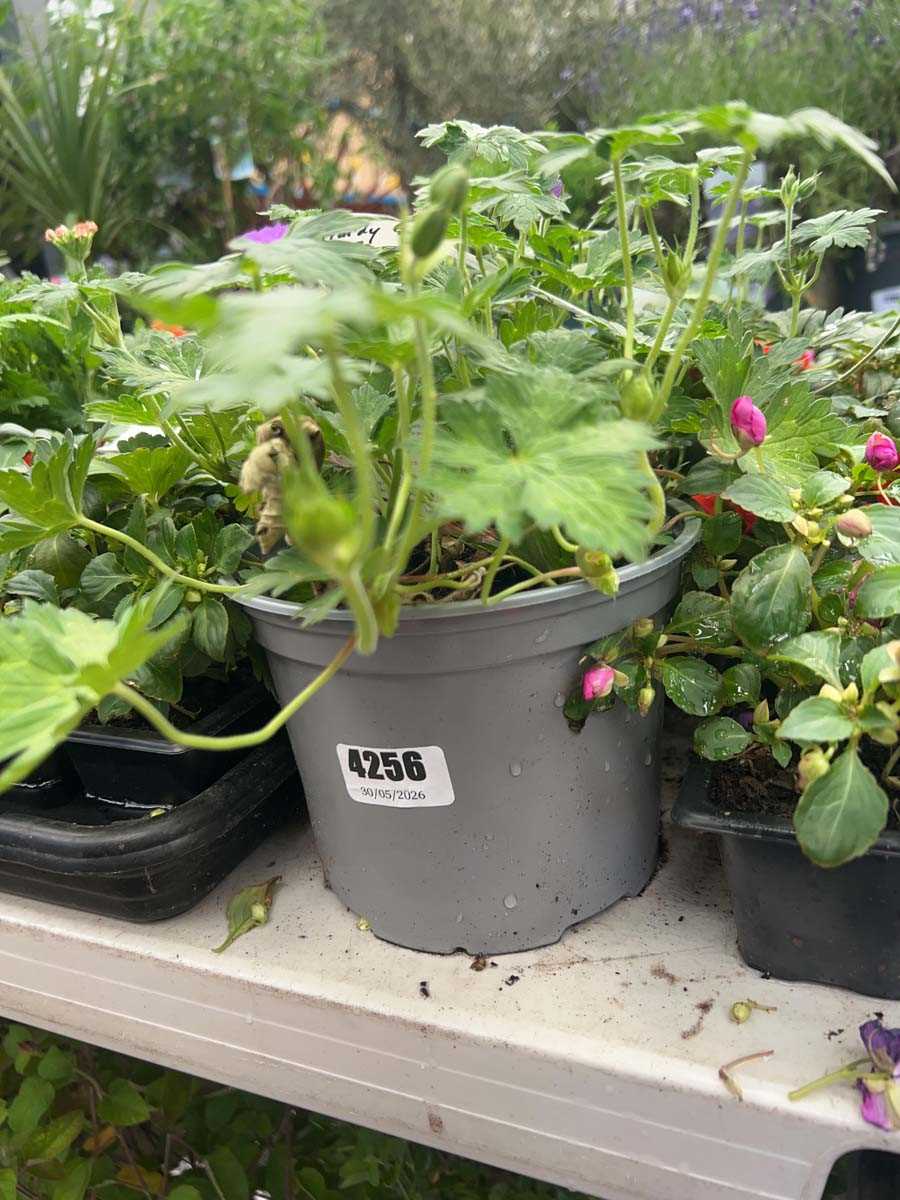 Lot 4256 - Two potted Geranium