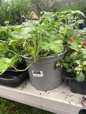 Lot 4256 - Two potted Geranium