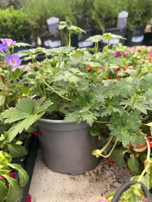 Lot 4256 - Two potted Geranium