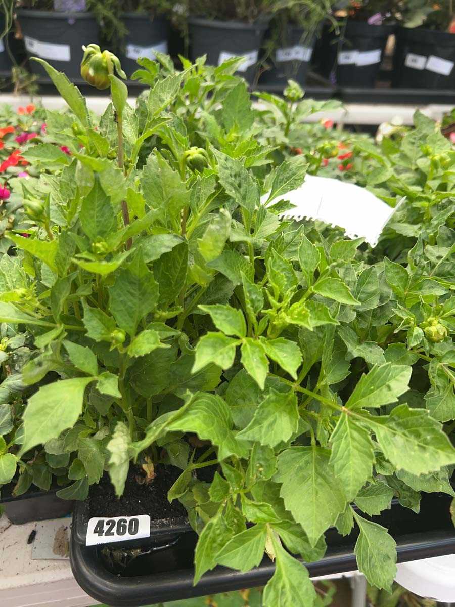 Lot 4260 - Two trays of Dahlia
