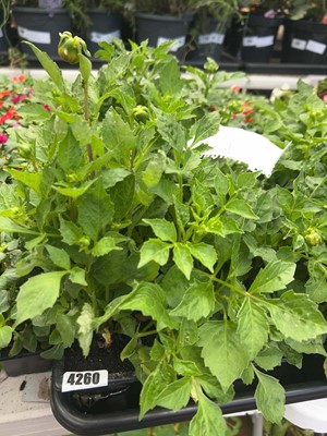 Lot 4260 - Two trays of Dahlia