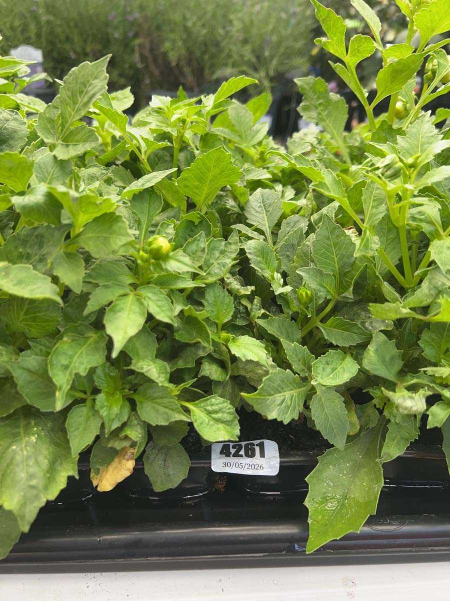 Lot 4261 - Two trays of Dahlia