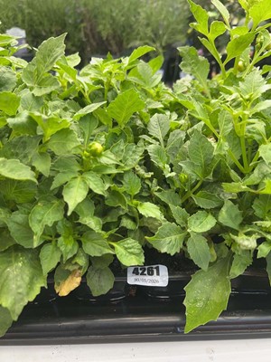 Lot 4261 - Two trays of Dahlia