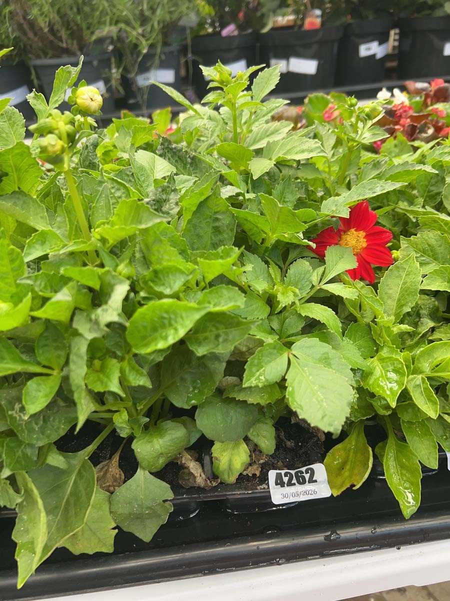 Lot 4262 - Two trays of Dahlia