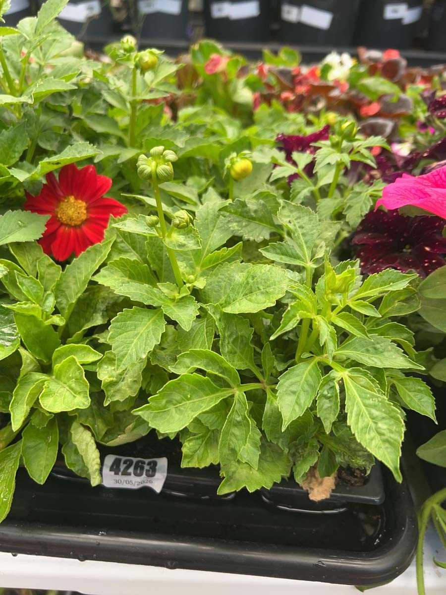 Lot 4263 - Two trays of Dahlia