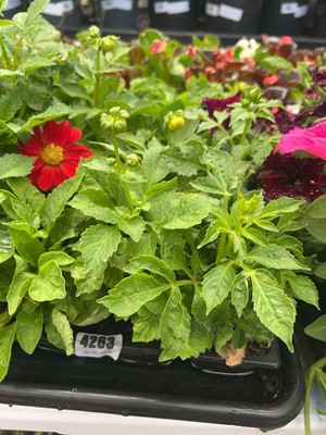 Lot 4263 - Two trays of Dahlia