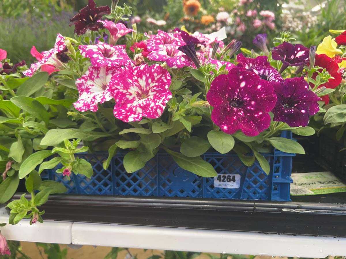 Lot 4264 - Tray of trailing Petunia