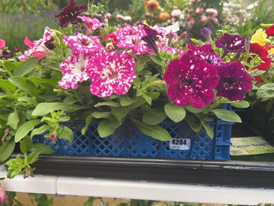 Lot 4264 - Tray of trailing Petunia