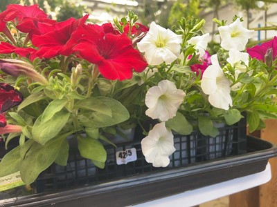 Lot 4265 - Tray of trailing Petunia