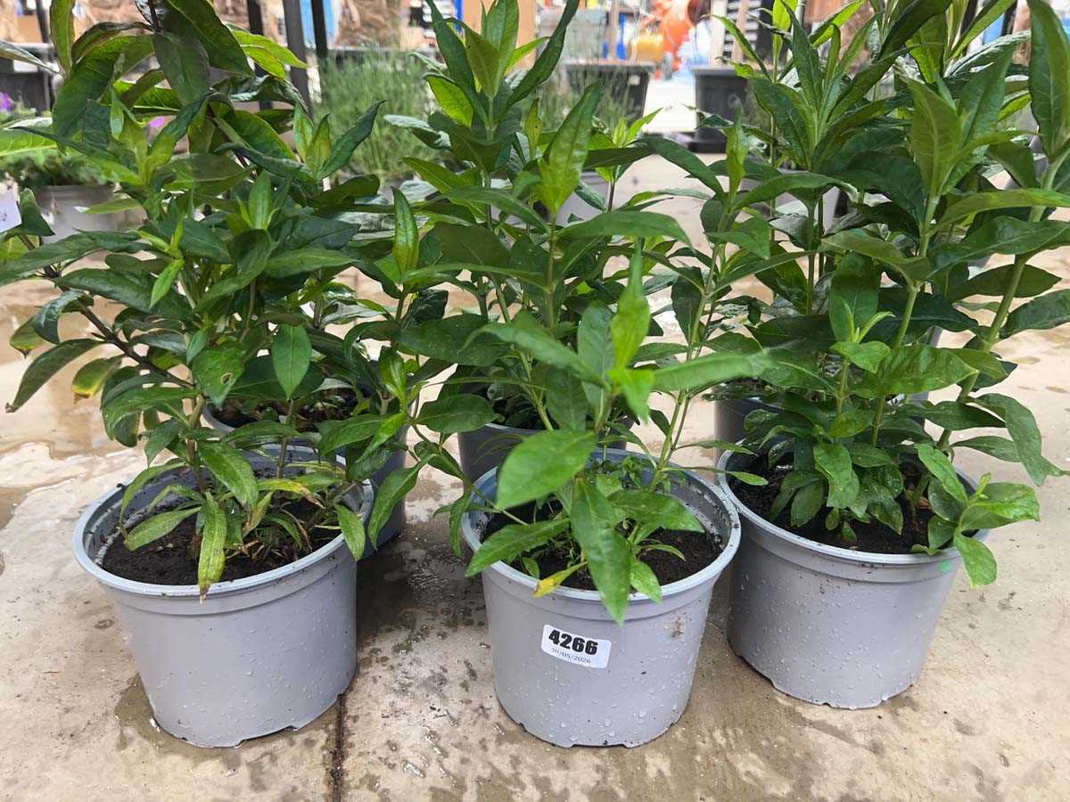 Lot 4266 - Six potted Phlox, mixed