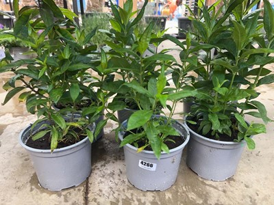 Lot 4266 - Six potted Phlox, mixed