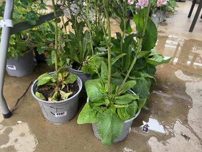 Lot 4267 - Six potted hardy Verbescum, mixed
