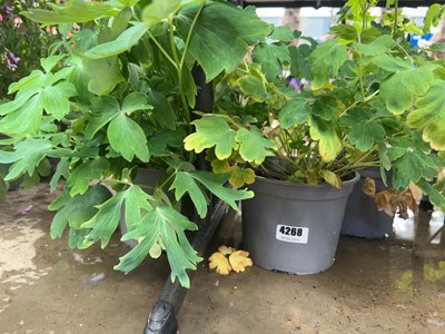 Lot 4268 - Four Columbine plants, Aquilegia Star, mixed