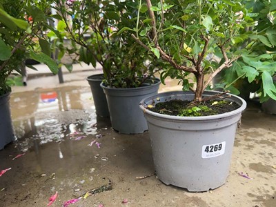 Lot 4269 - Three potted Leucan plants