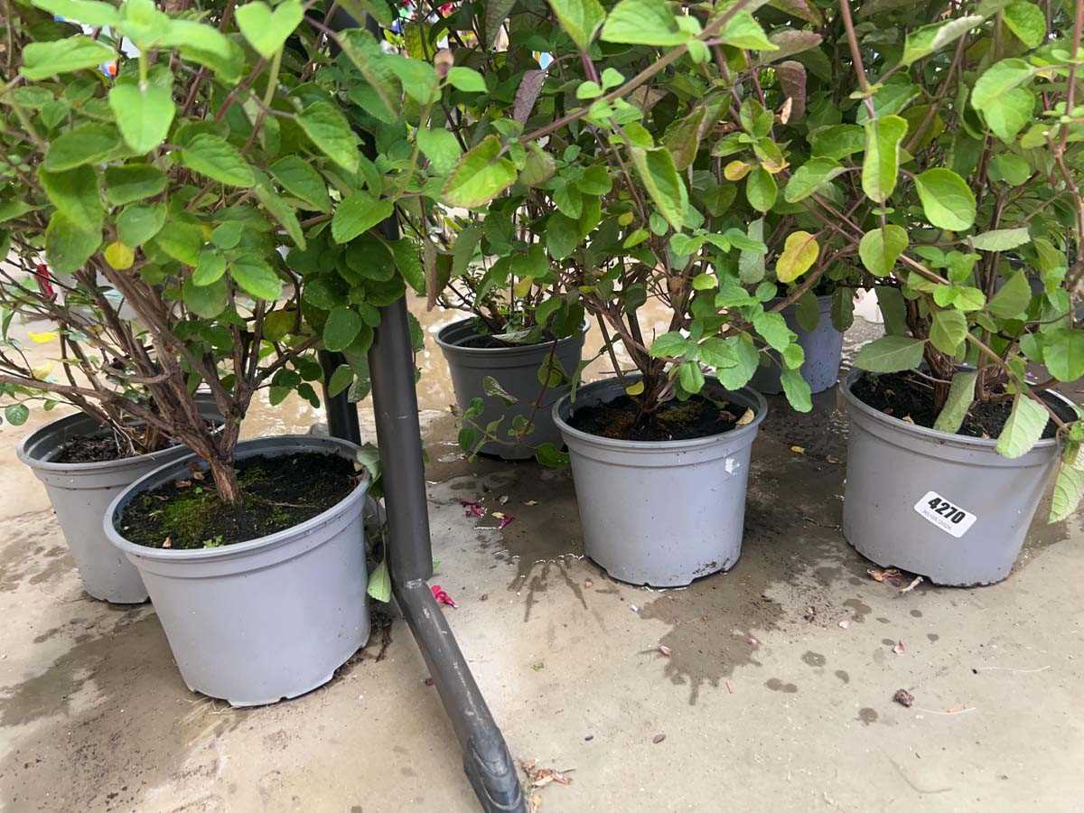 Lot 4270 - Six hardy Salvia plants