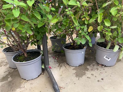 Lot 4270 - Six hardy Salvia plants